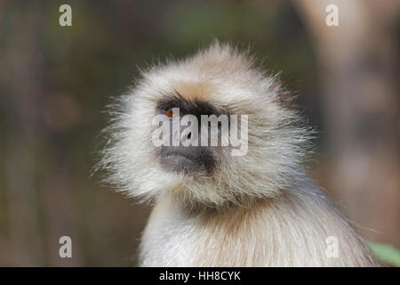 Ritratto closeup di Hanuman Langur monkey a guardare in profondità nel pensiero Foto Stock