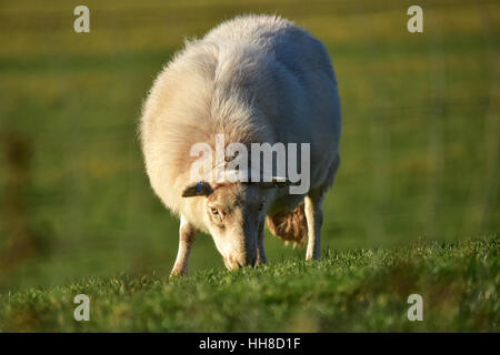 Welsh mountain pecore al pascolo in un campo Foto Stock