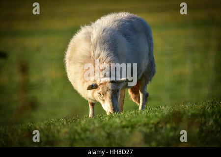 Welsh mountain pecore al pascolo in un campo Foto Stock