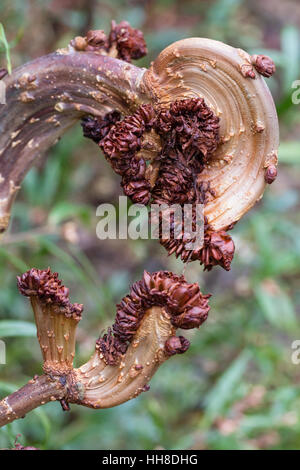 Twisted fasciate di crescita la nana ippocastano, Aesculus hippocastanum 'Monstrosa' Foto Stock