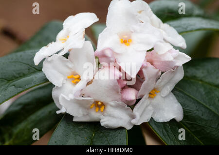 Chiusura del rosa pallido, fortemente profumati fiori invernali dell'arbusto sempreverde, Daphne bholua 'Garden House incantatrice' Foto Stock