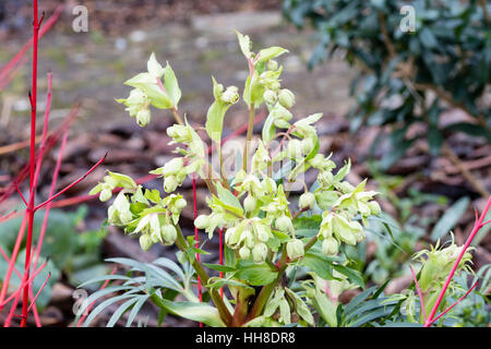 Punta rossa fiori e rossastro gli steli dei fiori del l'elleboro puzzolente, Helleborus foetidus 'Wester Flisk gruppo" Foto Stock