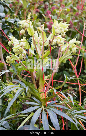 Punta rossa fiori e rossastro gli steli dei fiori del l'elleboro puzzolente, Helleborus foetidus 'Wester Flisk gruppo" Foto Stock