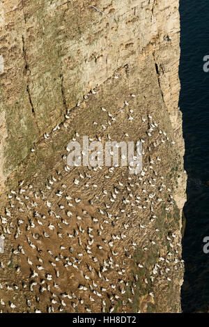 Sule sulla pura chalk scogliere a Bempton sulla costa orientale dell'Inghilterra. Un luogo popolare per vedere le colonie di uccelli marini. Foto Stock