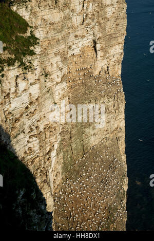 Sule sulla pura chalk scogliere a Bempton sulla costa orientale dell'Inghilterra. Un luogo popolare per vedere le colonie di uccelli marini. Foto Stock