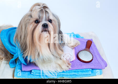 Shih tzu cane dopo il lavaggio. Con asciugamani e il pettine. Su sfondo bianco. Foto Stock