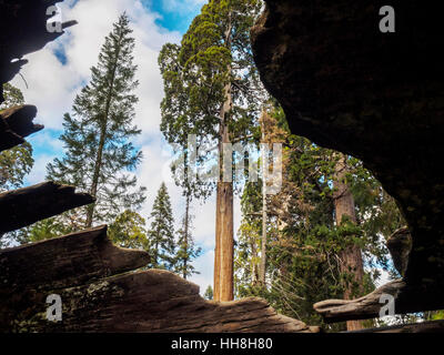 Vista dall'interno di una cava caduti gigantesco albero di sequoia, Grant Grove, Sequoia National Forest. I visitatori possono passeggiare anche se l'albero. Foto Stock