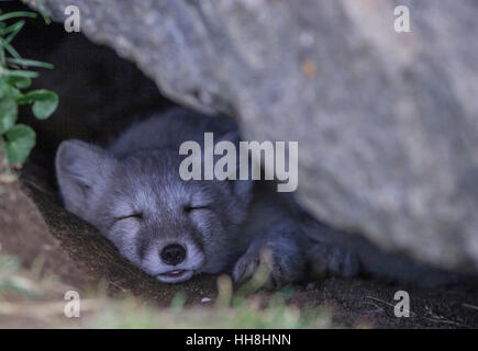 Arctic Fox kit dormire dentro il suo den Foto Stock
