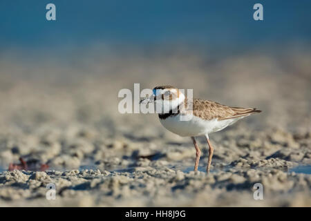 Il Wilson's Plover, Charadrius wilsonia, lungo la riva della laguna a Tigertail Beach Park su Marco Island, Naples, Florida, Stati Uniti d'America Foto Stock