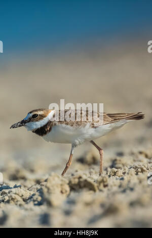 Il Wilson's Plover, Charadrius wilsonia, lungo la riva della laguna a Tigertail Beach Park su Marco Island, Naples, Florida, Stati Uniti d'America Foto Stock