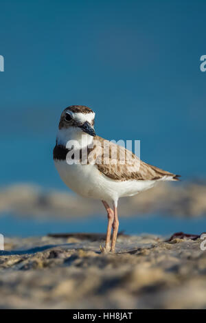 Il Wilson's Plover, Charadrius wilsonia, lungo la riva della laguna a Tigertail Beach Park su Marco Island, Naples, Florida, Stati Uniti d'America Foto Stock