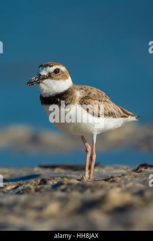 Il Wilson's Plover, Charadrius wilsonia, lungo la riva della laguna a Tigertail Beach Park su Marco Island, Naples, Florida, Stati Uniti d'America Foto Stock