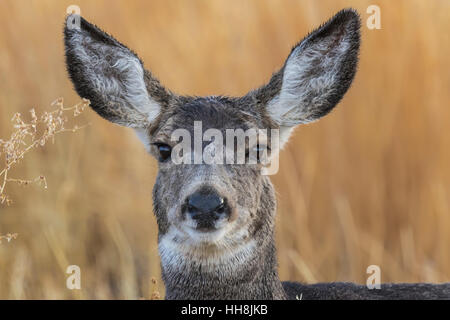 Avviso Mule Deer, Odocoileus hemionus doe, pelo bagnato dalla rugiada del mattino, in Malheur National Wildlife Refuge, Oregon, Stati Uniti d'America Foto Stock