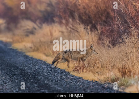 Coyote, Canis latrans, sul centro di pattuglia in strada Malheur National Wildlife Refuge, Oregon, Stati Uniti d'America Foto Stock