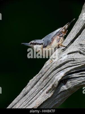 Eurasian picchio muratore, Sitta europaea, appollaiate su un ramo morto Foto Stock