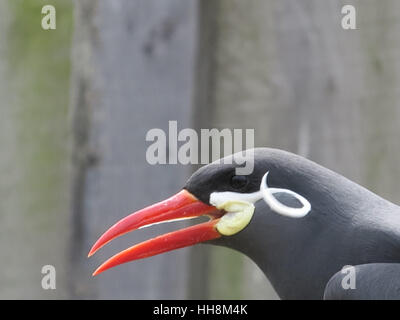 Sterna inca Foto Stock