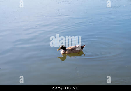 Anatra con forcella in plastica intorno al suo collo in South Norwood Country Park Croydon Inghilterra Foto Stock