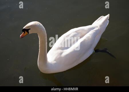 Il White Swan nel sud della contea di Norwood Park Lake nel sud di Londra Inghilterra Foto Stock