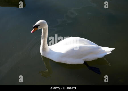 Il White Swan nel sud della contea di Norwood Park Lake nel sud di Londra Inghilterra Foto Stock