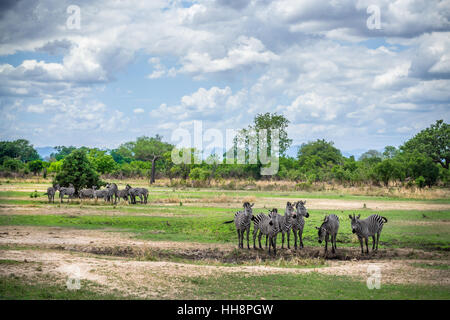 Molte zebre selvatiche sulla natura selvaggia, africa safari Foto Stock