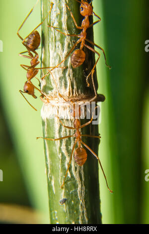 Il gruppo di lavoro formiche sul ramo verde Foto Stock