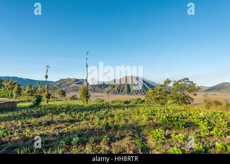 I campi nella parte anteriore del monte Batok, Bromo Tengger Semeru National Park, Cemoro Lawang, Java, Indonesia Foto Stock