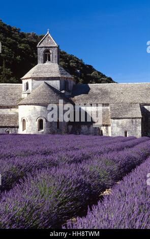 Campi di lavanda di fronte all Abbazia Senanque in Gordes, Provenza, Francia Foto Stock