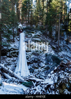 Caduto albero di sequoia nella neve con il tramonto Rock Trail vicino al Giant Forest Museum, Sequoia National Forest in California, Stati Uniti d'America. Foto Stock