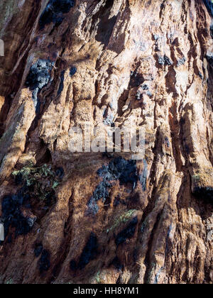 Close-up dettaglio della corteccia di una sequoia gigante (sequoia gigante) albero che mostra healjng masterizzare danni. Foto Stock