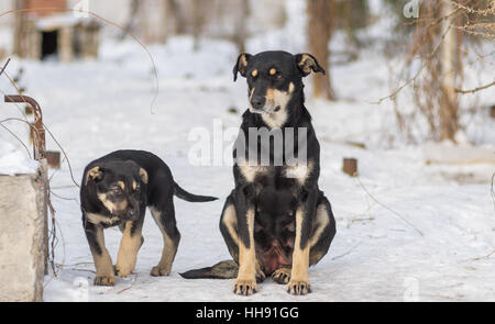 Nero cucciolo randagi a guardia del territorio mentre mamma seduta accanto a una neve Foto Stock