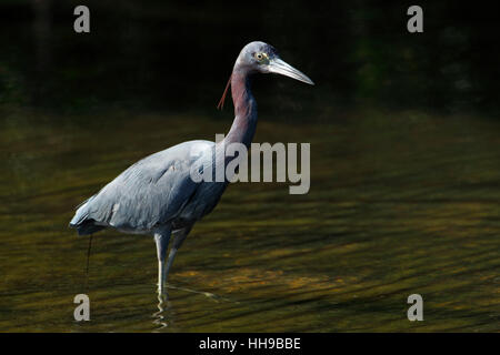 Piccolo airone cenerino (Egretta caerulea) in piedi in acqua poco profonda, Ding Darling NWR, Florida, Stati Uniti d'America Foto Stock