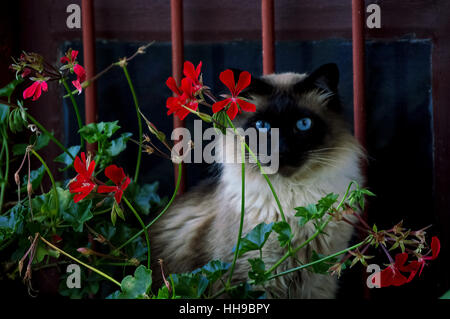 Bel gatto con gli occhi blu seduto, nascosto dietro fiori rossi di fronte a una finestra, Uruguay (primo piano) Foto Stock