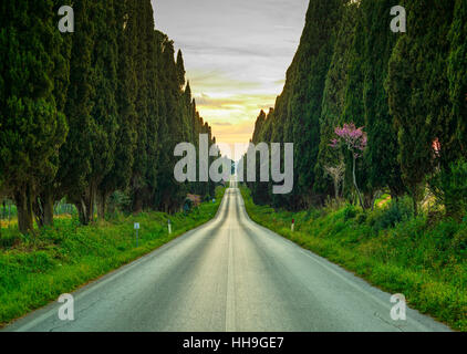 Bolgheri famosi cipressi alberi viale rettilineo orizzontale. Punto di riferimento della Maremma Toscana, Italia, Europa. Questo boulevard è famosa per il Carducci poesia. Foto Stock