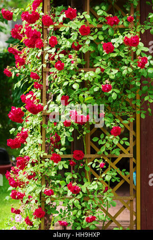 Fiore rosso fiori ornamentali di rosa rampicante arbusto che copre il giardino gazebo. Stegna, Polonia. Foto Stock