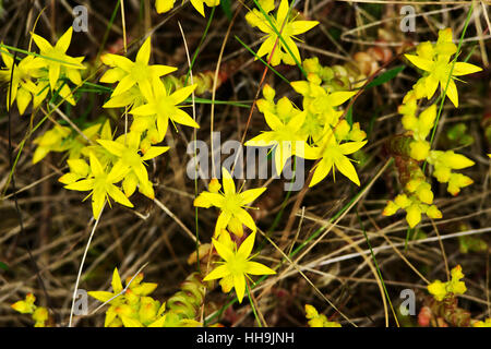 Vista aerea del giallo Sedum acre fiori, comunemente noto come il goldmoss stonecrop, mossy stonecrop, goldmoss sedum. La Polonia. Foto Stock