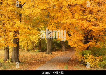 Strada tra alberi in foglie di autunno nel jenisch park in Amburgo Foto Stock