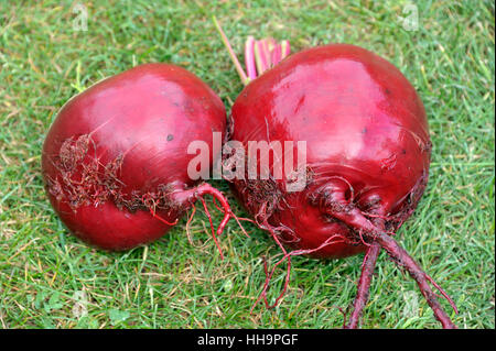 Appena sollevata e lavata barbabietole rosse o radici di barbabietola. Varietà Boltardy. Foto Stock