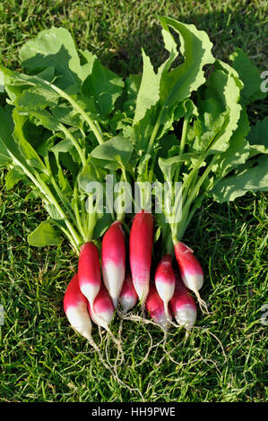 Mazzetto di appena raccolto e lavato insalata Ravanelli, varietà prima colazione francese, Raphanus raphanistrum sativus. Foto Stock