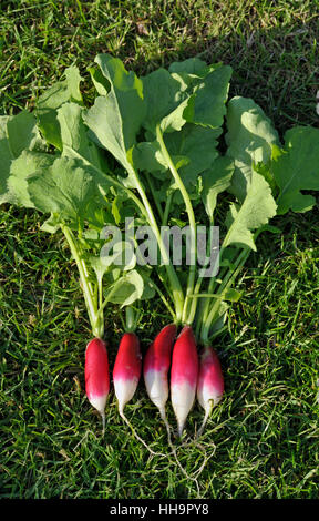 Mazzetto di appena raccolto e lavato insalata Ravanelli, varietà prima colazione francese, Raphanus raphanistrum sativus. Foto Stock