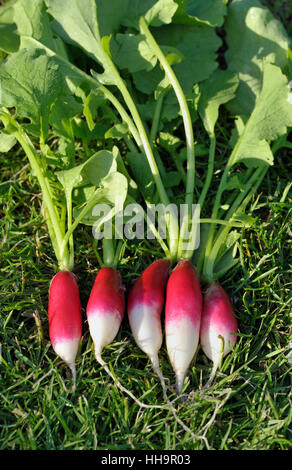 Mazzetto di appena raccolto e lavato insalata Ravanelli, varietà prima colazione francese, Raphanus raphanistrum sativus. Foto Stock