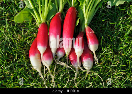 Mazzetto di appena raccolto e lavato insalata Ravanelli, varietà prima colazione francese, Raphanus raphanistrum sativus. Foto Stock