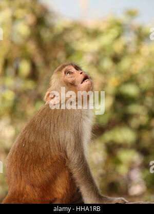 Sorpreso Monkey al Swayambhu Nath temple, Kathmandu, Nepal. Foto Stock