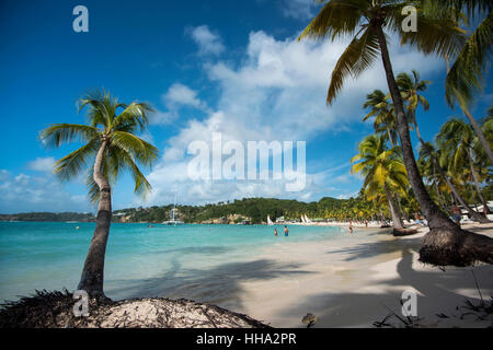 Palme sulla spiaggia Foto Stock