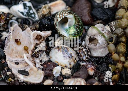 Pietre colorate conchiglie e alghe sulla riva, natura astratta sfondo Foto Stock