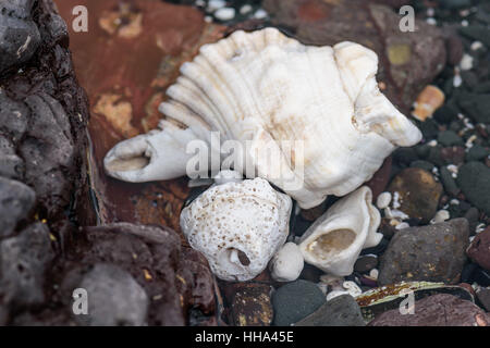 Pietre colorate conchiglie e alghe sulla riva, natura astratta sfondo Foto Stock