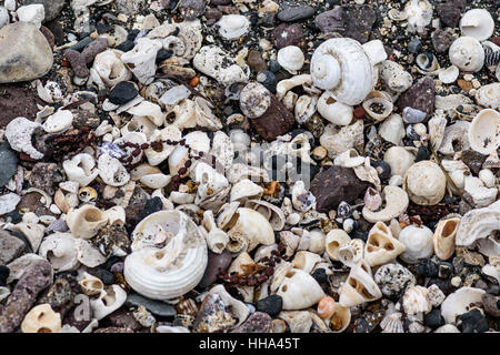 Pietre colorate conchiglie e alghe sulla riva, natura astratta sfondo Foto Stock