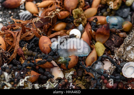 Pietre colorate conchiglie e alghe sulla riva, natura astratta sfondo Foto Stock