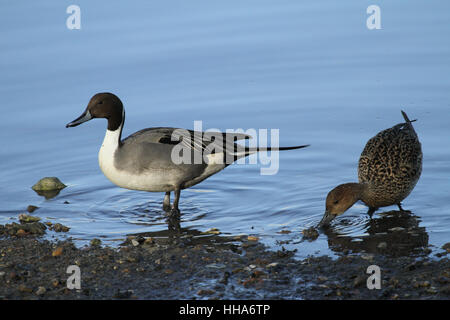 Un maschio e femmina Pintail (Anas acuta) alla ricerca di cibo lungo il litorale. Foto Stock