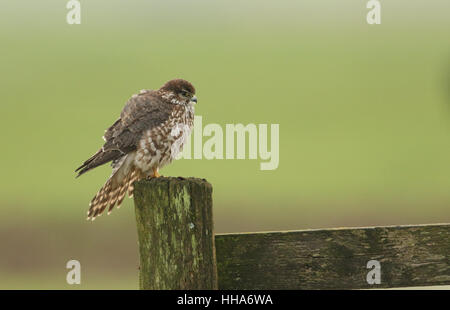 Una rara Merlin (Falco columbarius) seduto su un post di scherma. Foto Stock