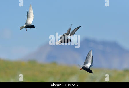 Black Tern - Chlidonias niger - Estate Foto Stock